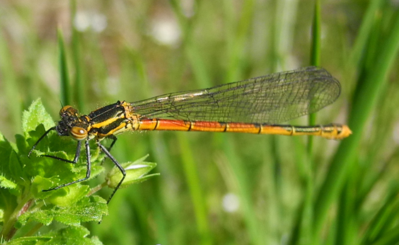 Pyrrhosoma nymphula